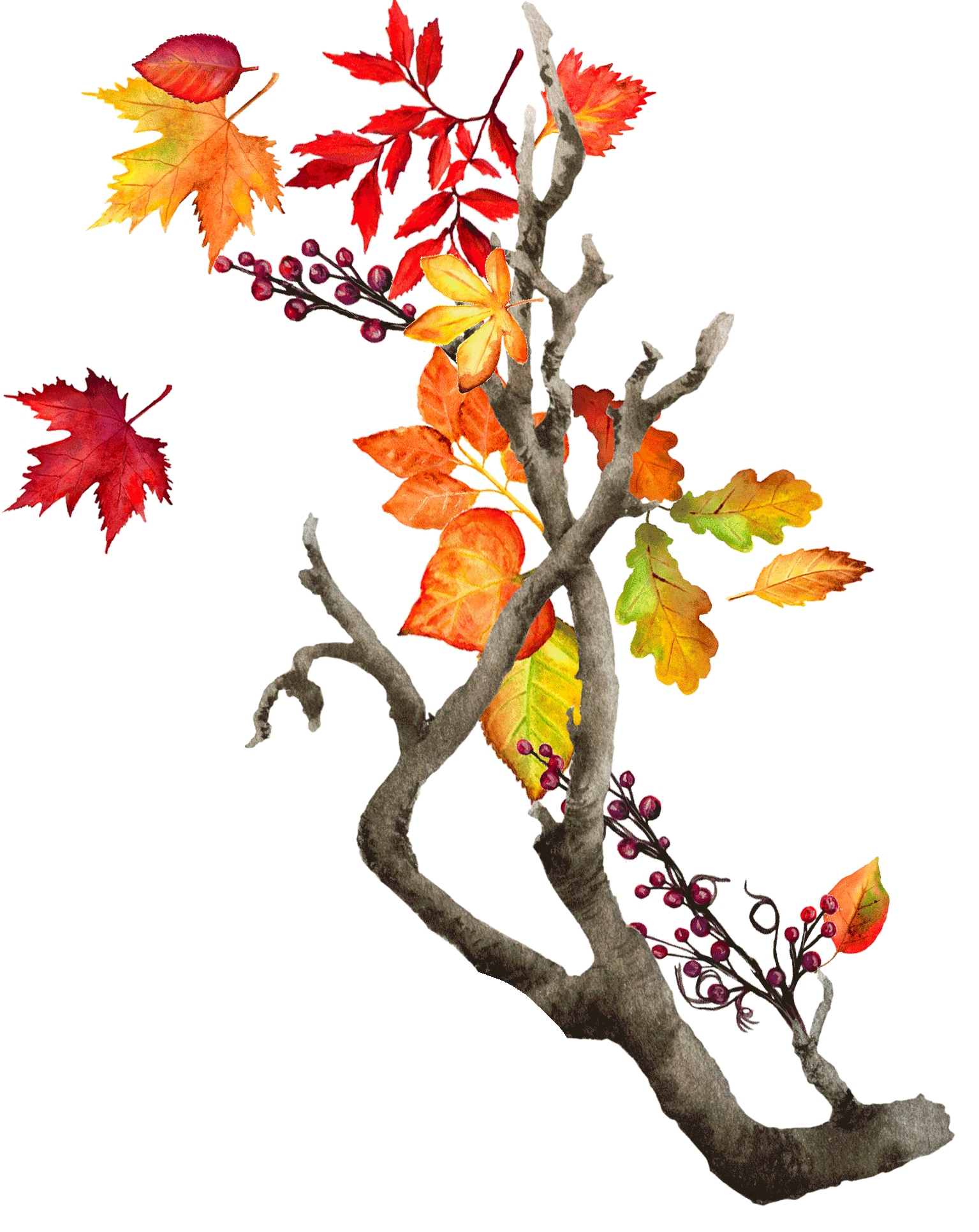 紅葉イラスト２