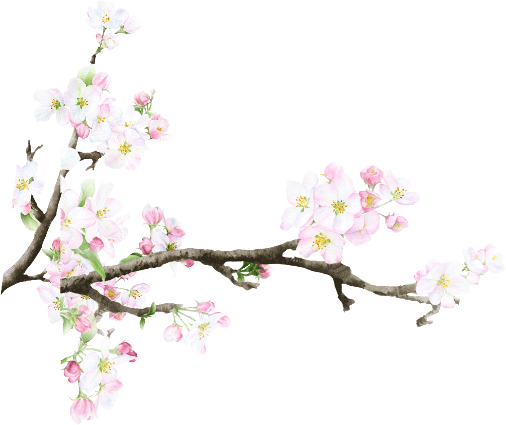 Cherry Blossom1