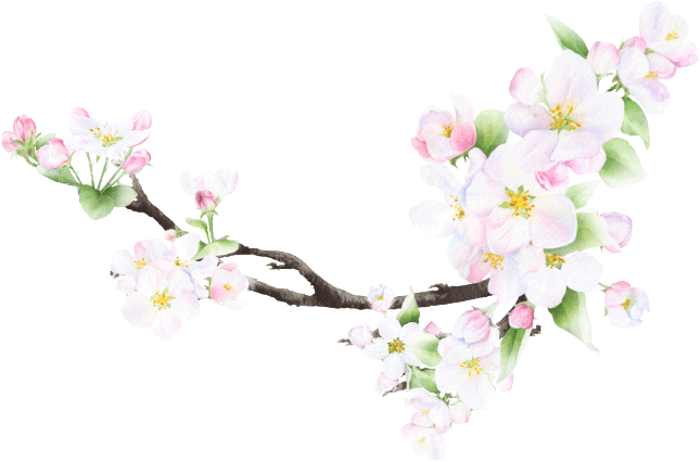 桜イラスト