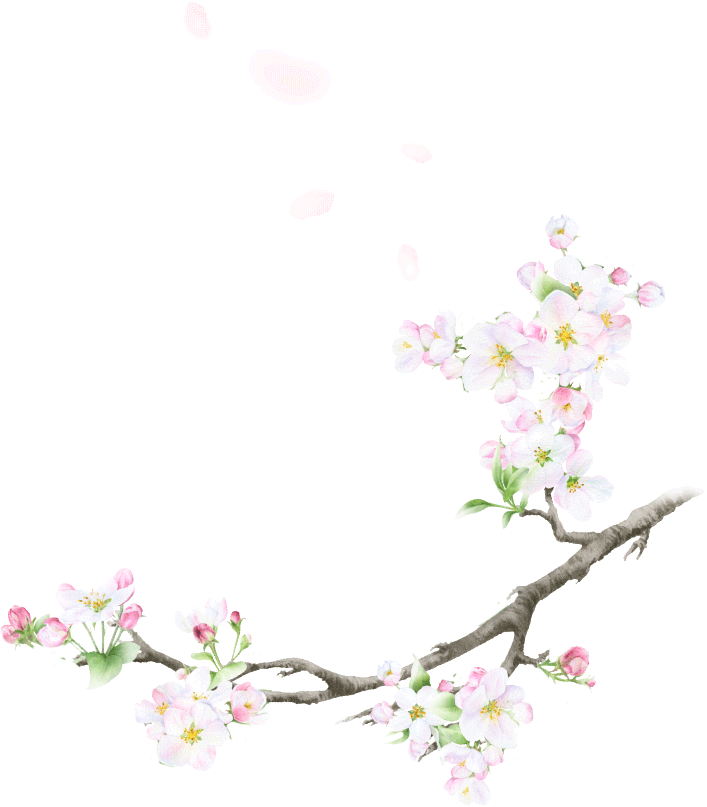 Cherry Blossom2