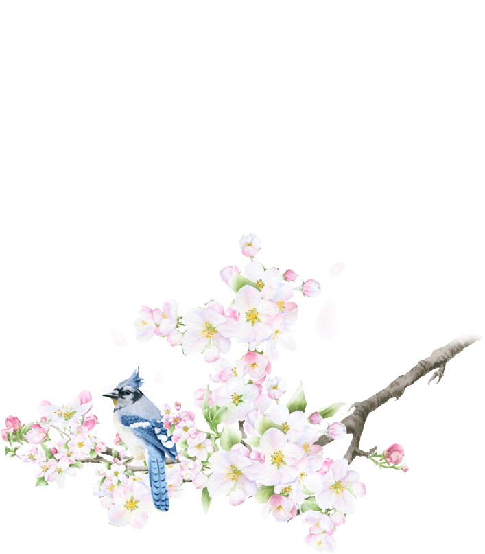 桜イラスト2