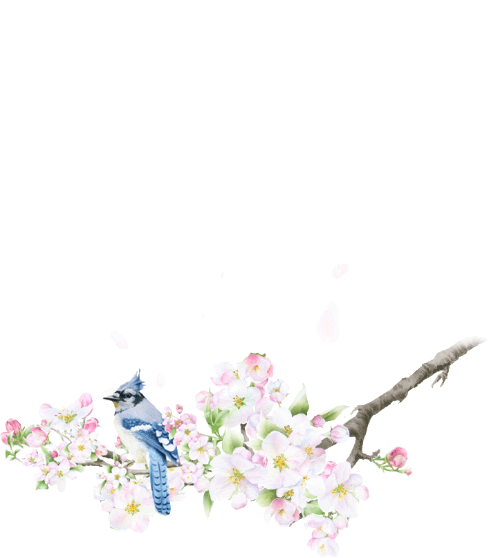 桜イラスト2