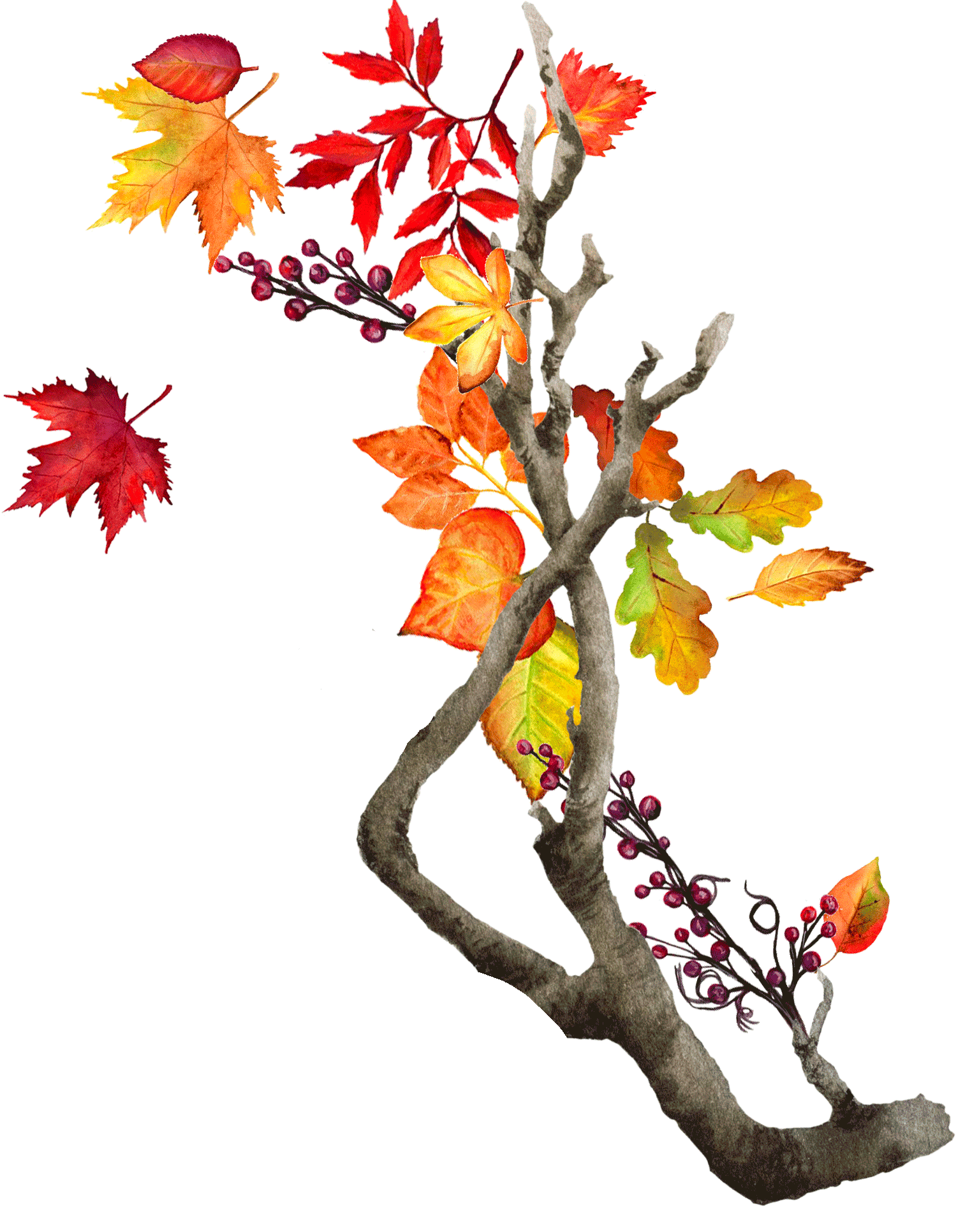 紅葉イラスト２